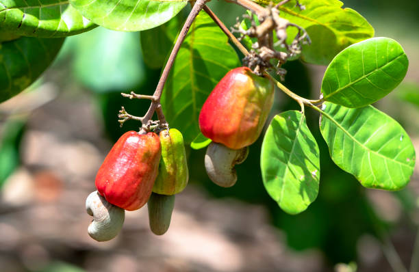 Raw Cashew Processing